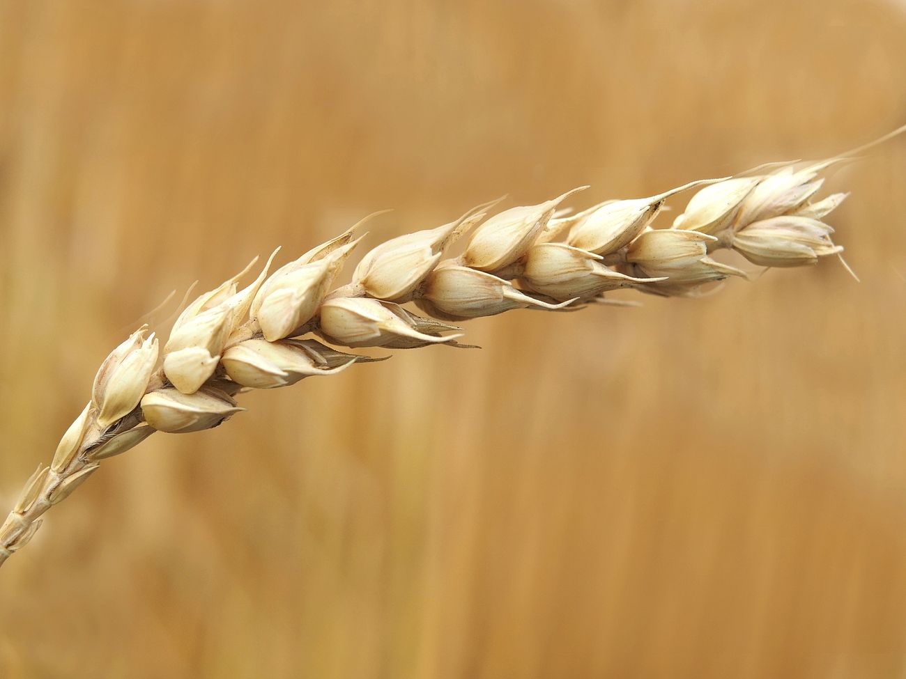 Wheat plant closeup