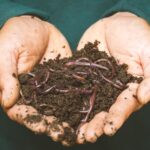 earthworms on a persons hand